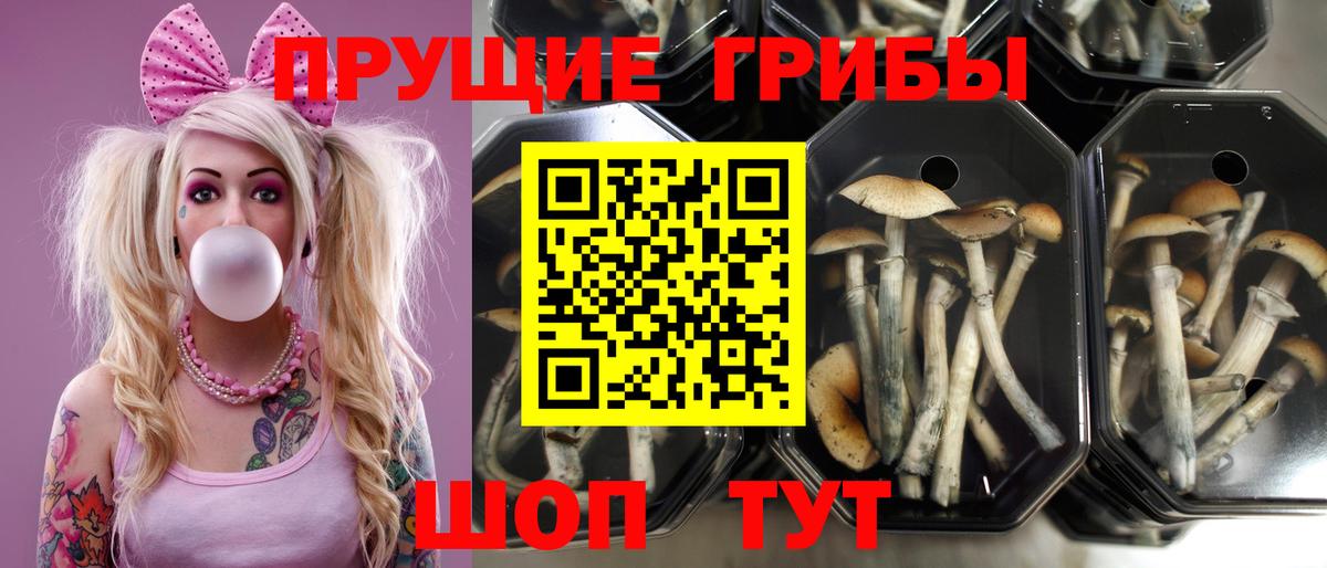 Псилоцибиновые грибы Magic Shrooms  Галлюциногенные грибы Psilocybe  Искитим 